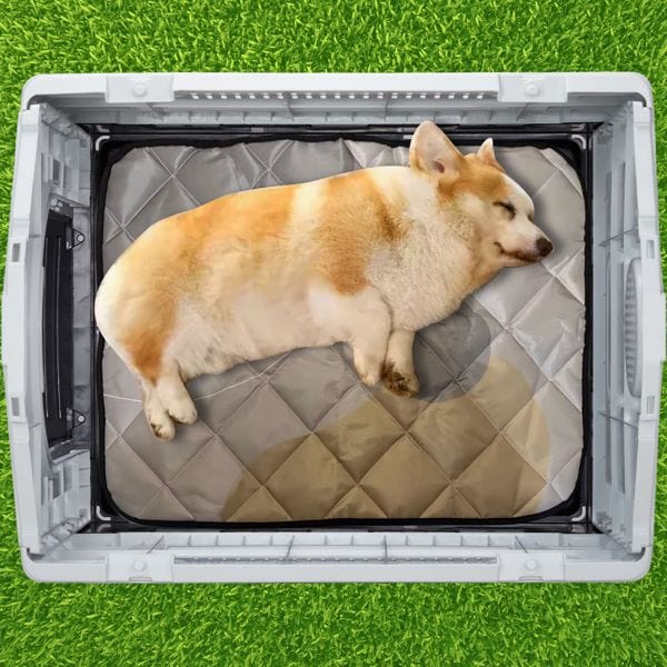 Your Dog's Sleeping Environment