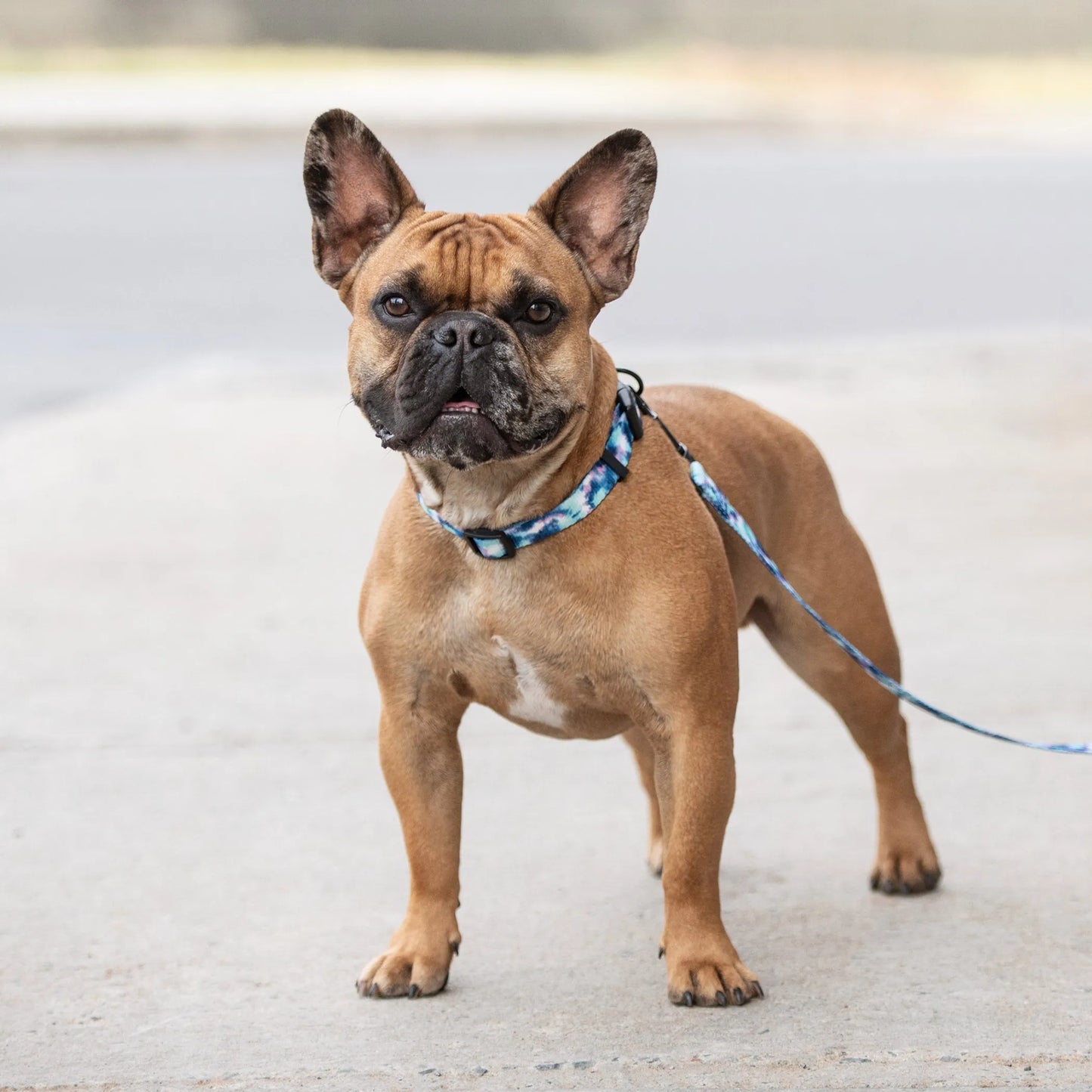 GF Pet Printed Collar