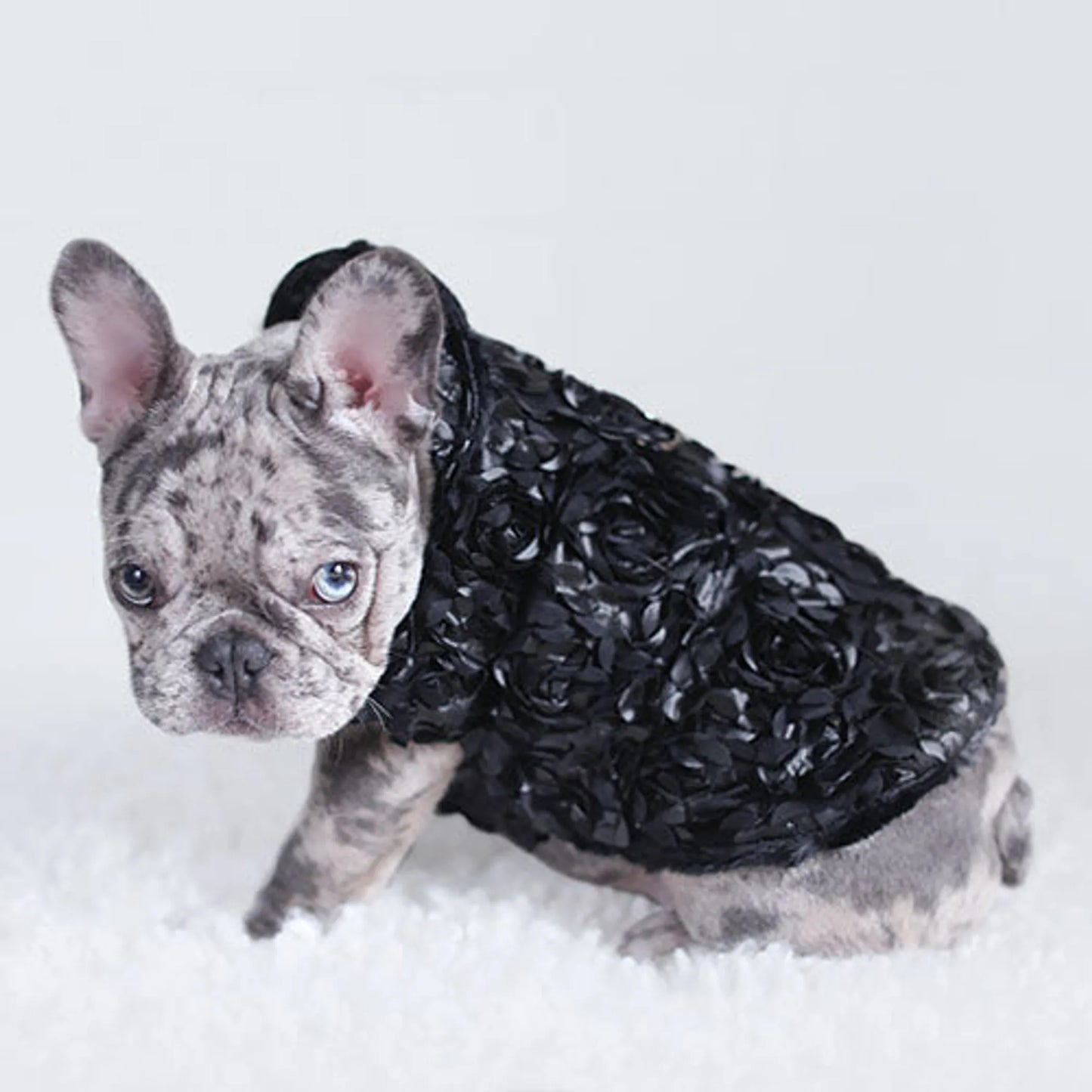 Dog wearing a black floral-patterned coat in the snow