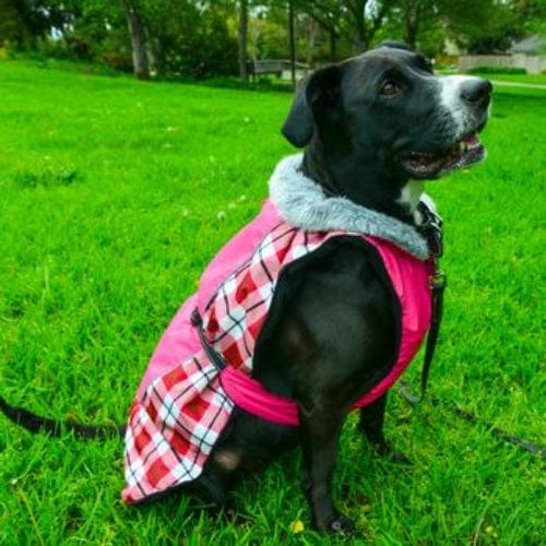 Alpine All-Weather Dog Coat - Raspberry Plaid X-Small to 5X-Large