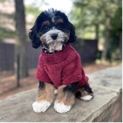 Soft Plush Pullover - Burgundy XS - 4XL