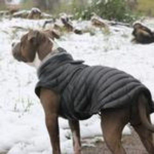 Alpine Extreme Cold Puffer Dog Coat - Black X-Small to 5X-Large