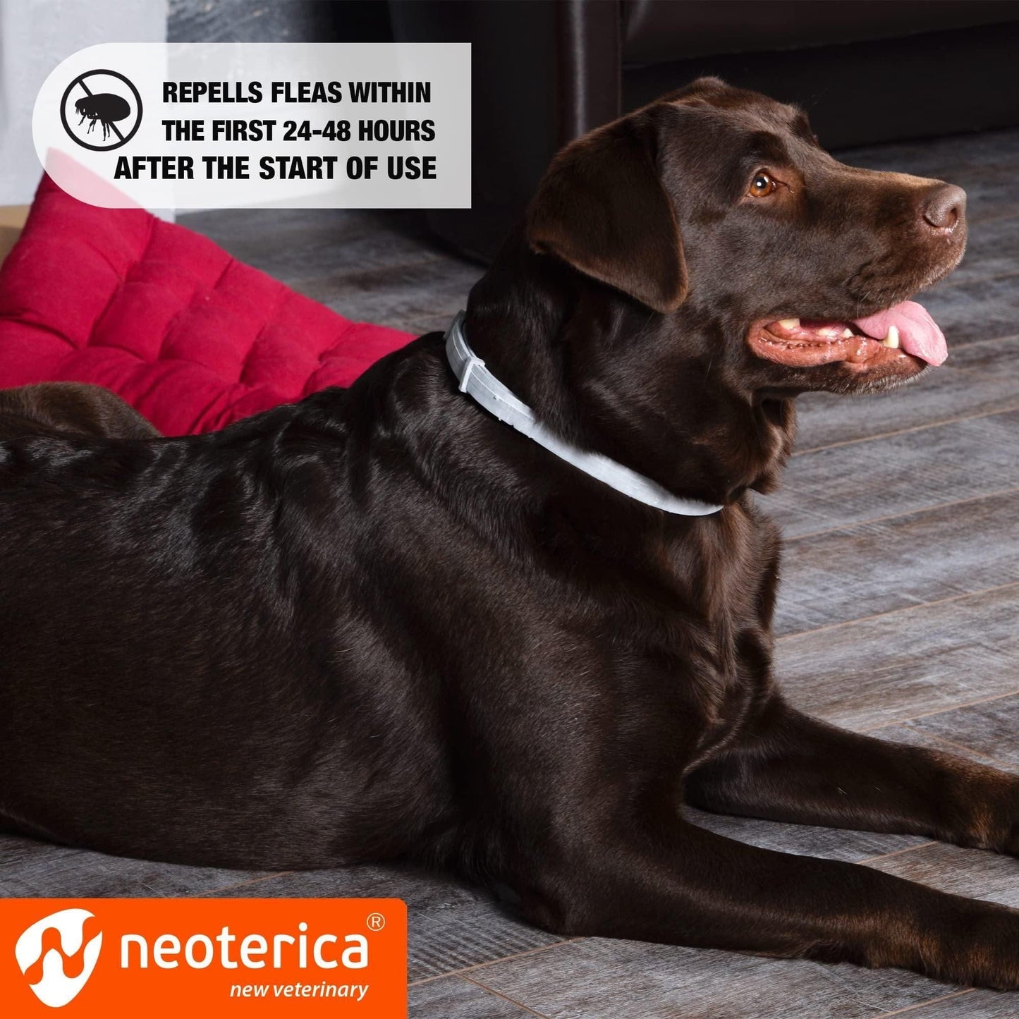 Best Prevention Safe Treatment Anti Fleas and Ticks