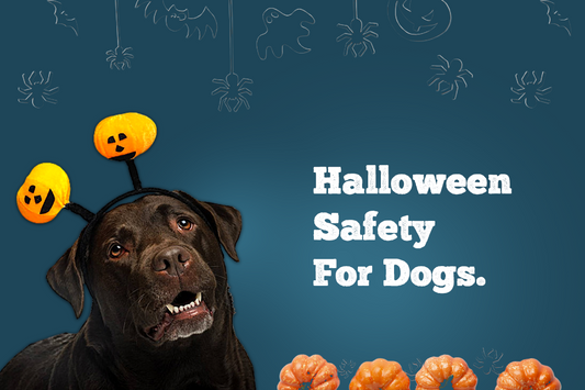 Halloween Safety For Dogs