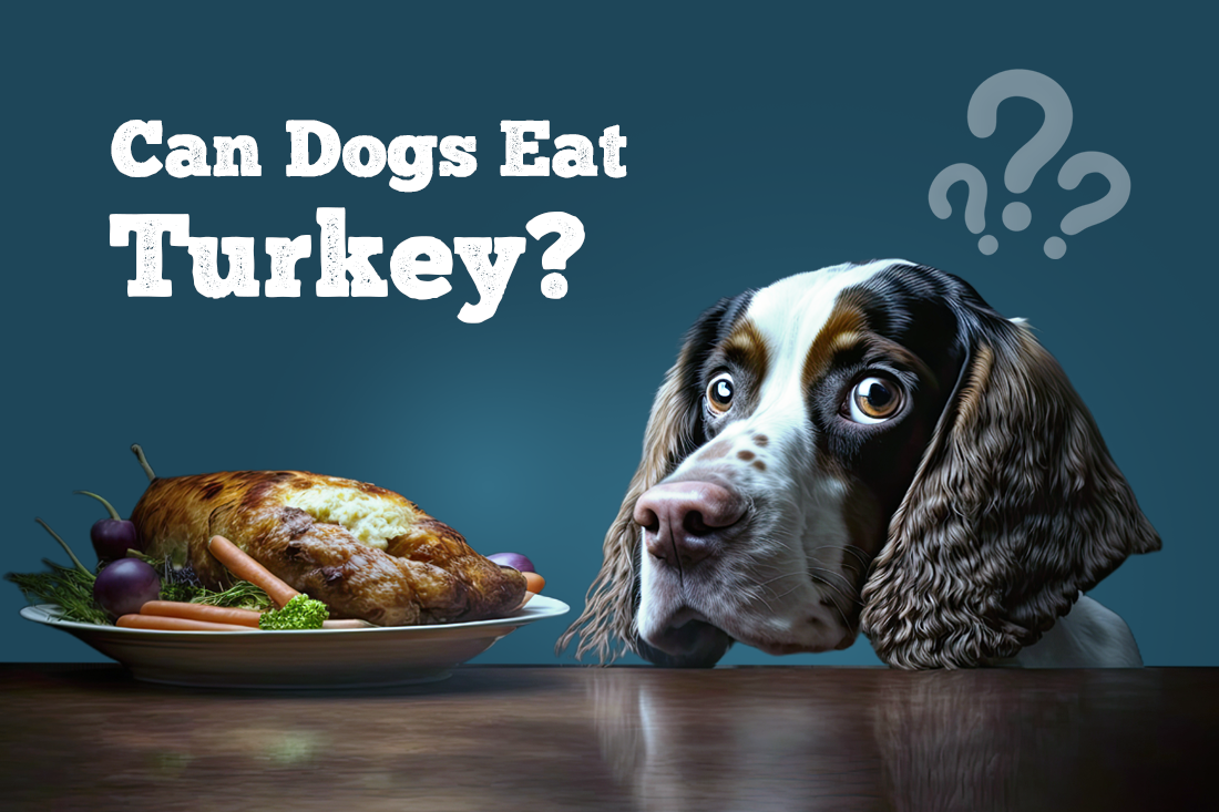 Can Dogs Eat Turkey?