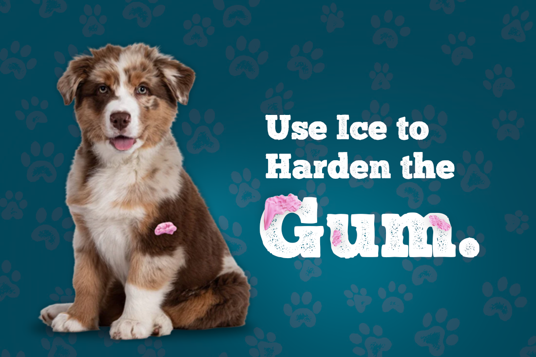 How to Remove Gum From A Dog's Fur