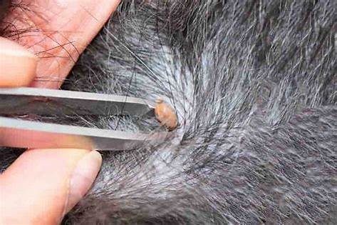 Busting Common Dog &amp; Tick Myths: What Every Pet Owner Should Know