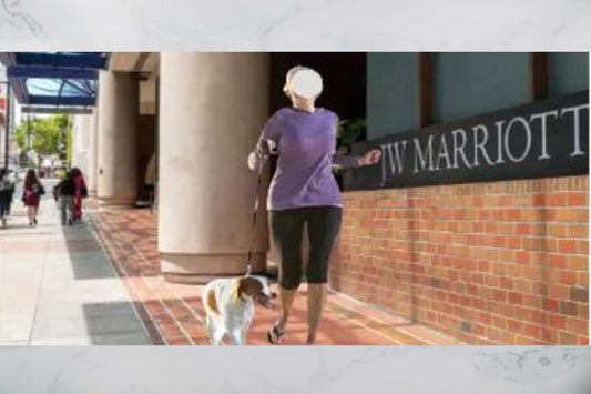 Traveling And Staying In A Hotel With A Dog