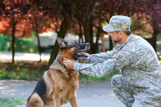 Frequency For Brushing Your Dog