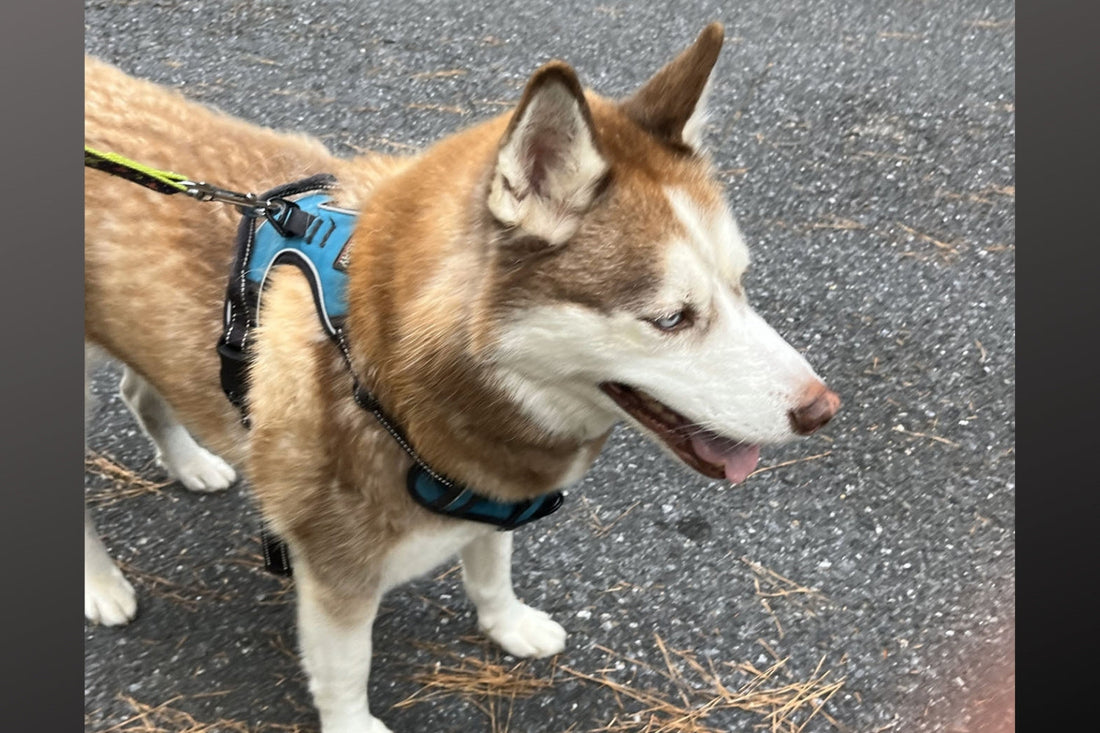 Are Dog Harnesses Good?