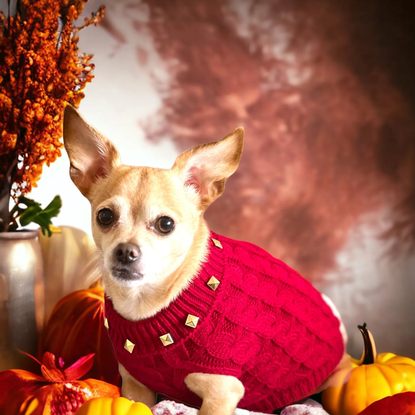 Small dog wearing a red sweater with decorative buttons, surrounded by autumn decorations.