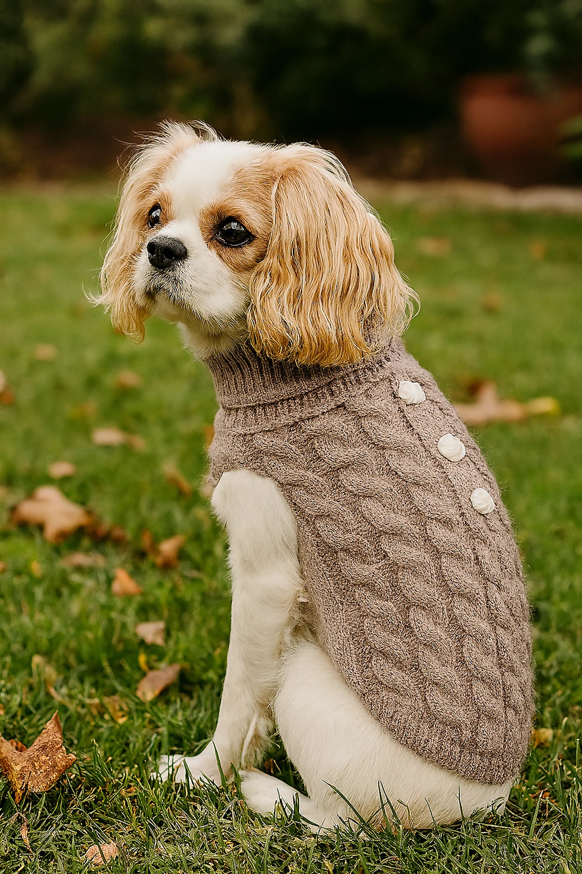 Dog wearing a brown knitted cable pattern sweater sitting on grass with leaves.