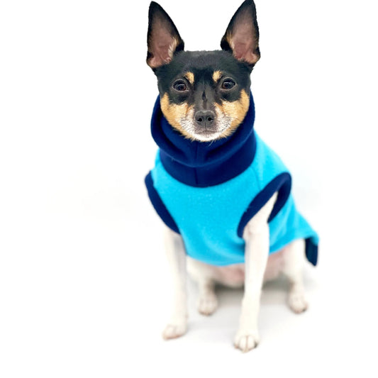 Dog wearing a blue coat with a white background