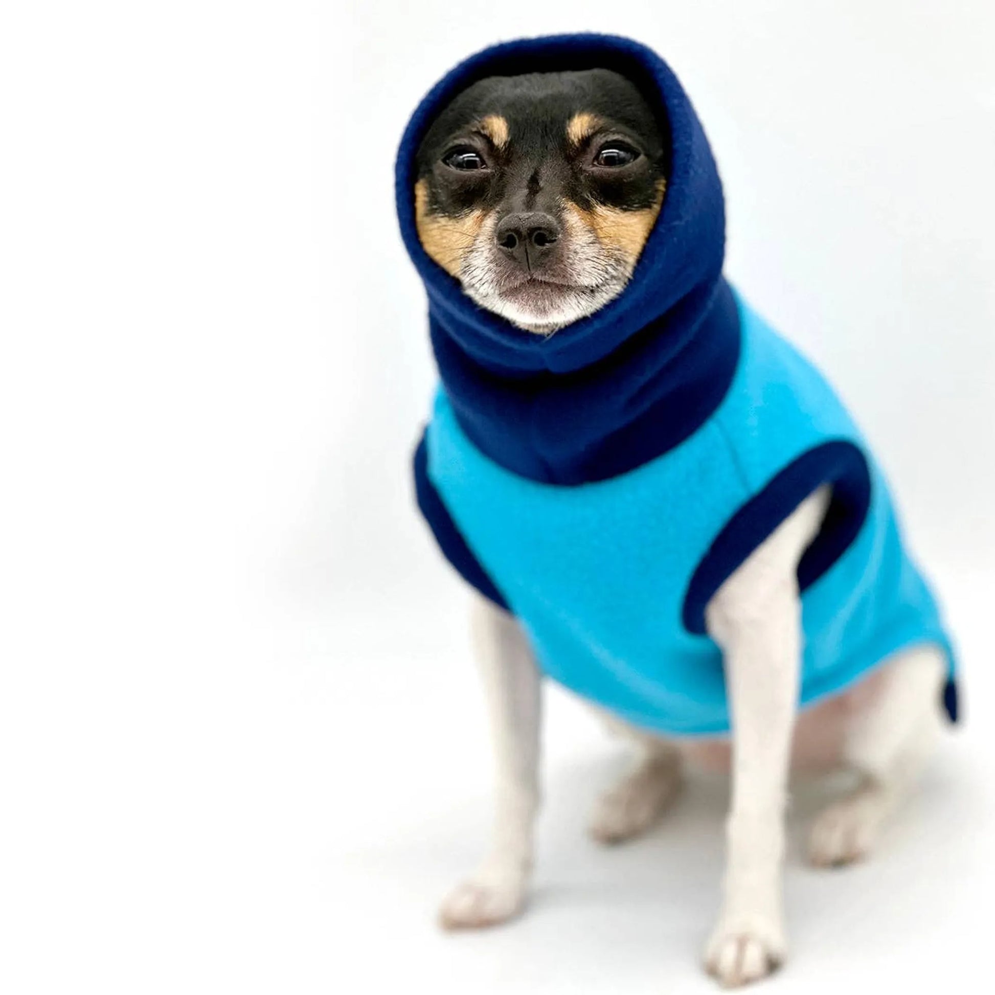 Dog wearing a blue and navy winter coat on a white background