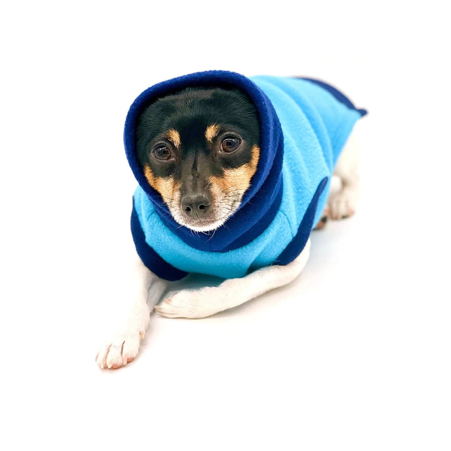Dog wearing a blue and black striped sweater on a white background