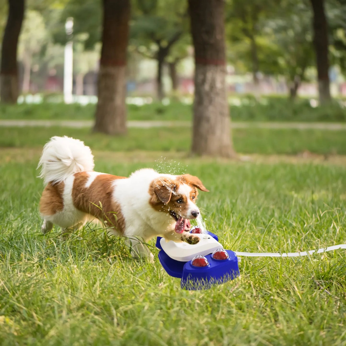 Dog Water Fountain Multifunctional Automatic