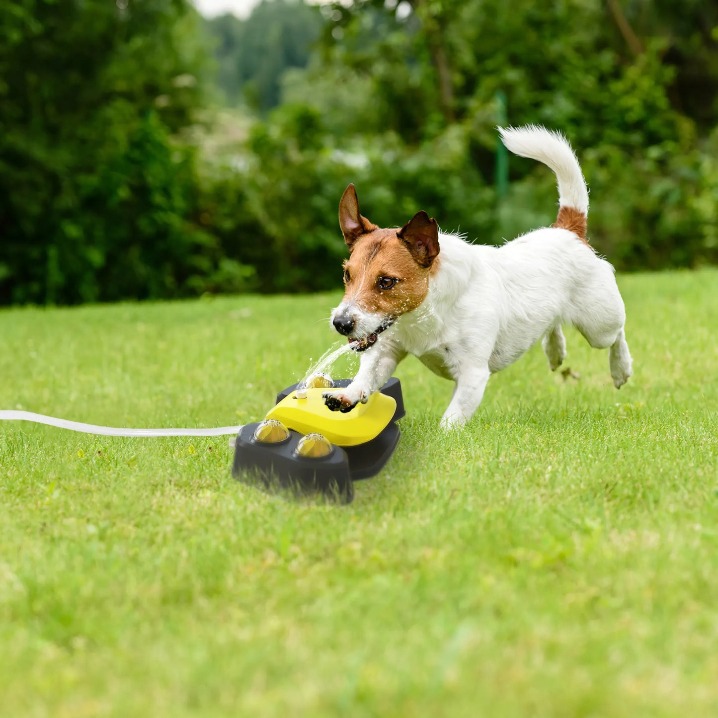 Dog Water Fountain Multifunctional Automatic Pet