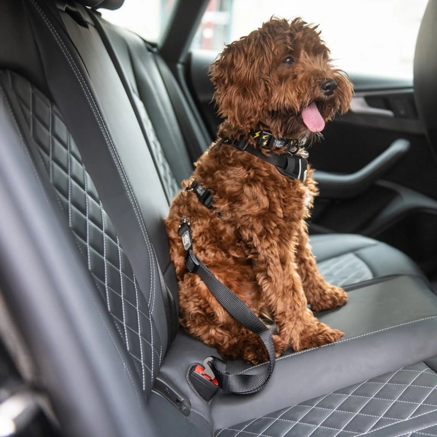 Brown dog sitting in a car with a harness on