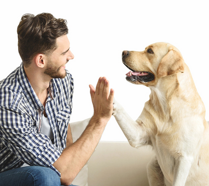 Dog Sound Film Ticking Stick Dog Whistle Trainer  for all dogs