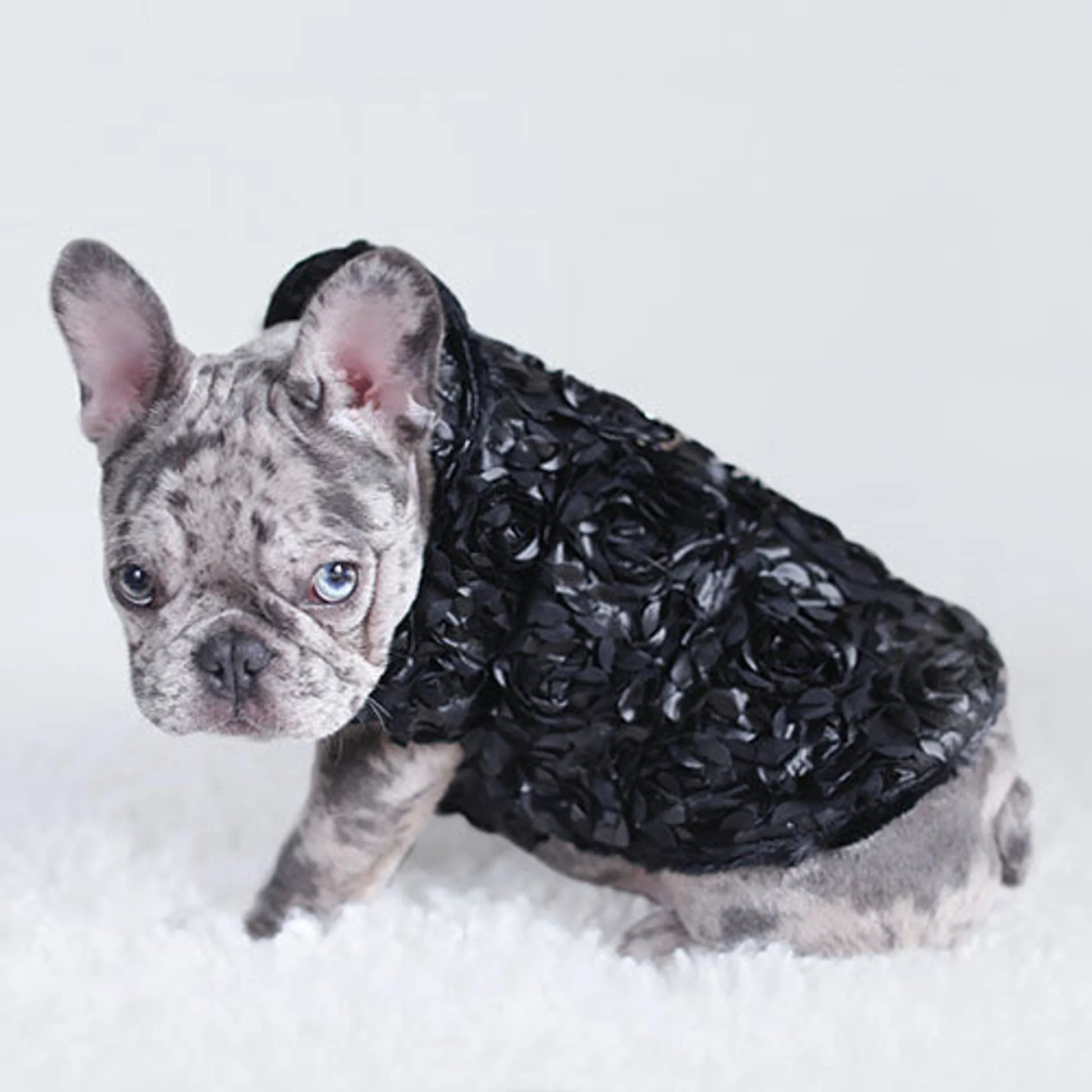 Dog wearing a black floral-patterned coat in the snow