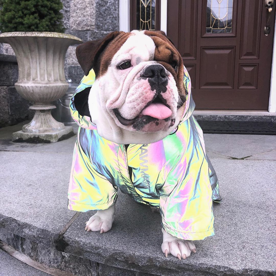 Windproof and Rainproof North Dog Face Dog Large Dog Raincoat 