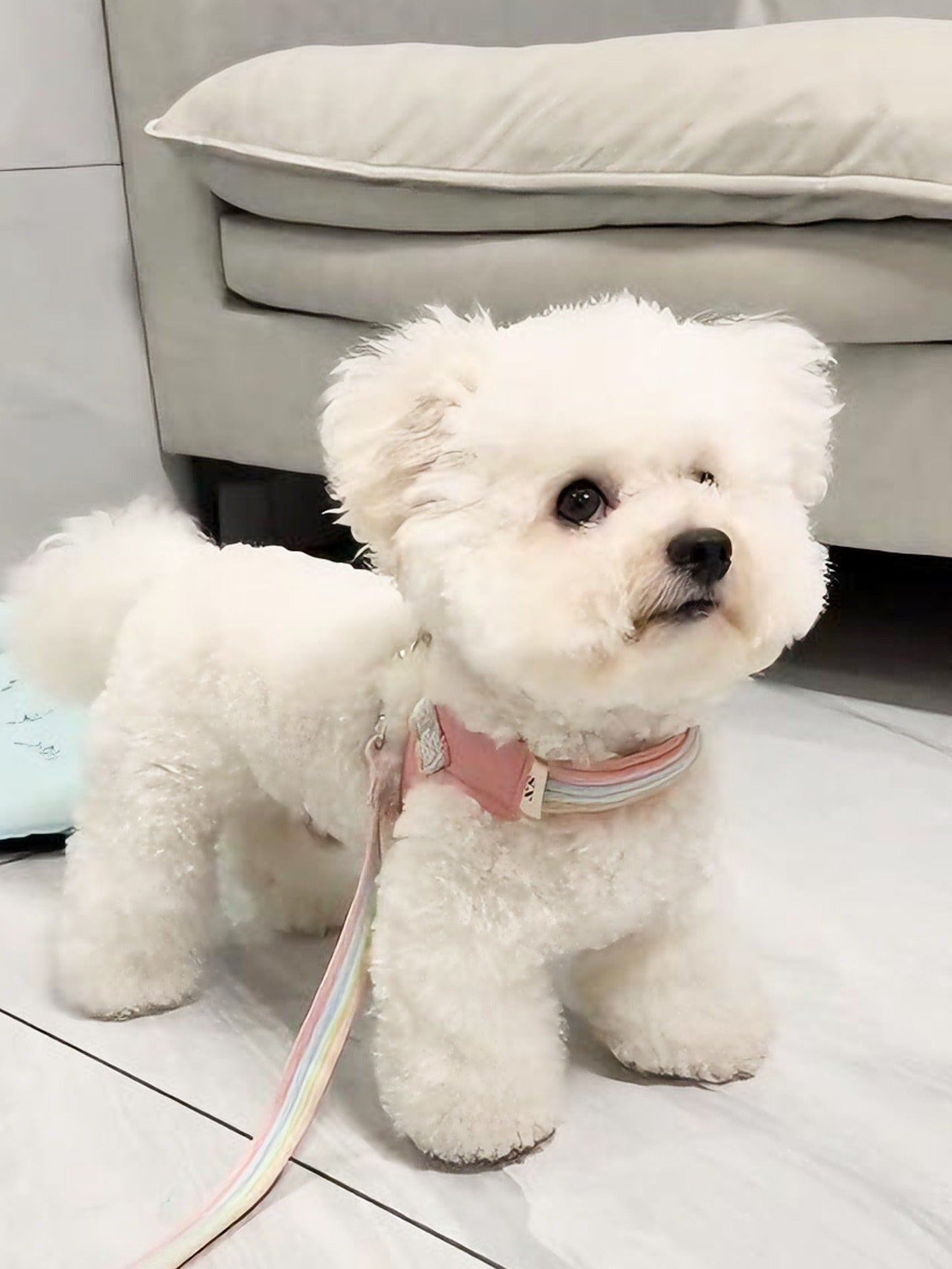 Vest-Style Dog Harness and Leash Set for Small and Medium Dogs set in many colors