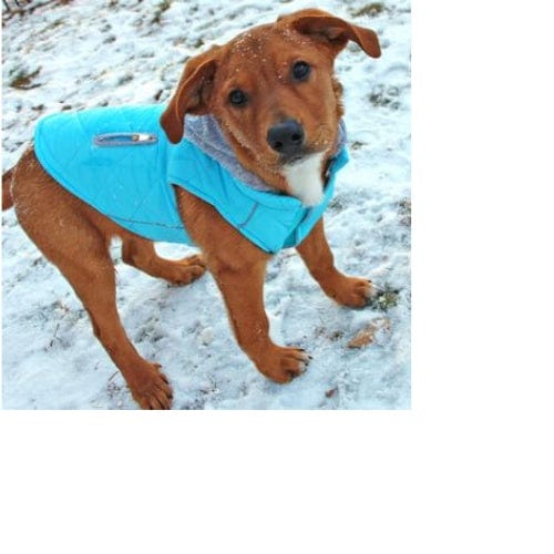 Weekender Dog Sweatshirt Hoodie - Light Blue XS - XL