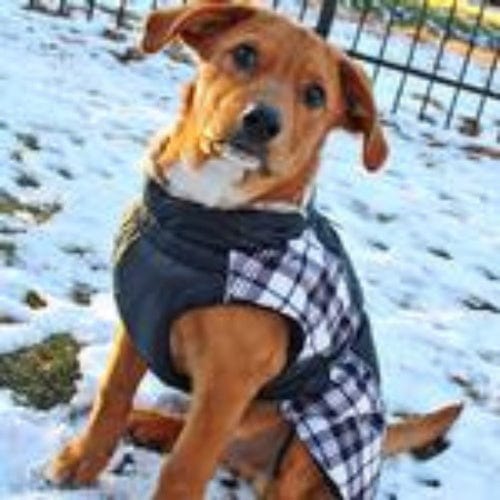 Alpine All-Weather Dog Coat- Black and White Plaid X-Small to 5X-Large