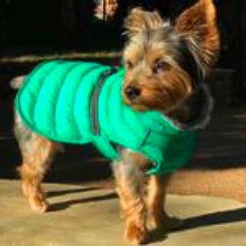 Alpine Extreme Cold Puffer Dog Coat - Arcadia X-Small to 5X-Large