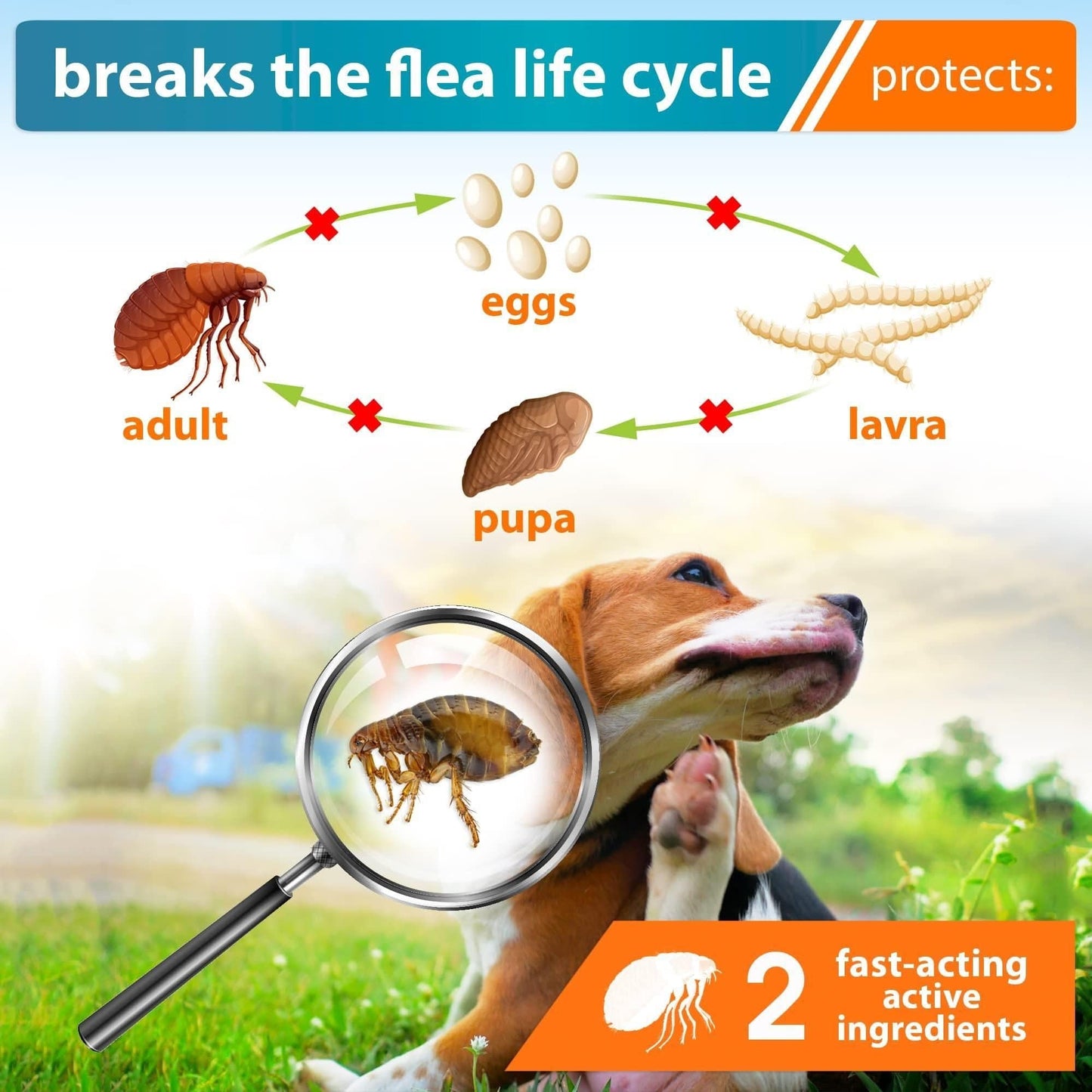 4 Flea and Tick Prevention for Dogs Puppies Flea Medicine Home Pest Control Topical Treatment Mosquito Repellent for Dogs Small Medium and Extra Large Drops in Pack 24 hours ticks killed