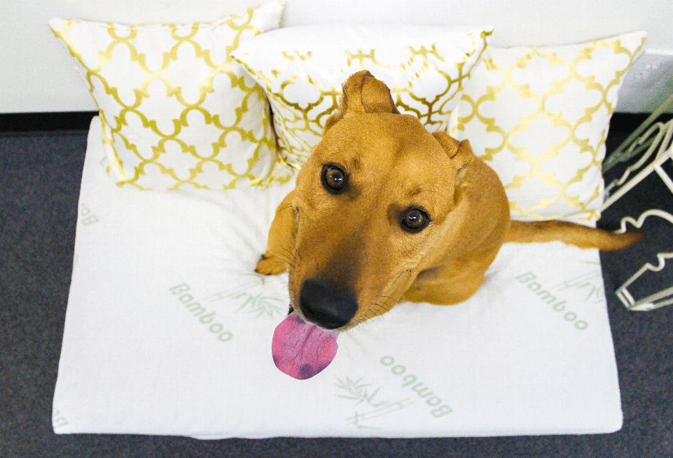 Bamboo Memory Foam Pet Dog Bed