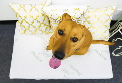Bamboo Memory Foam Pet Dog Bed